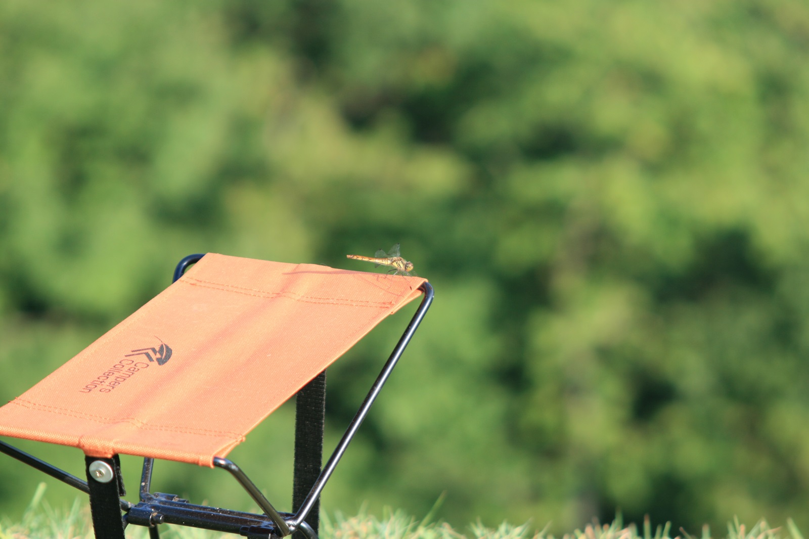 A small camping chair on grass